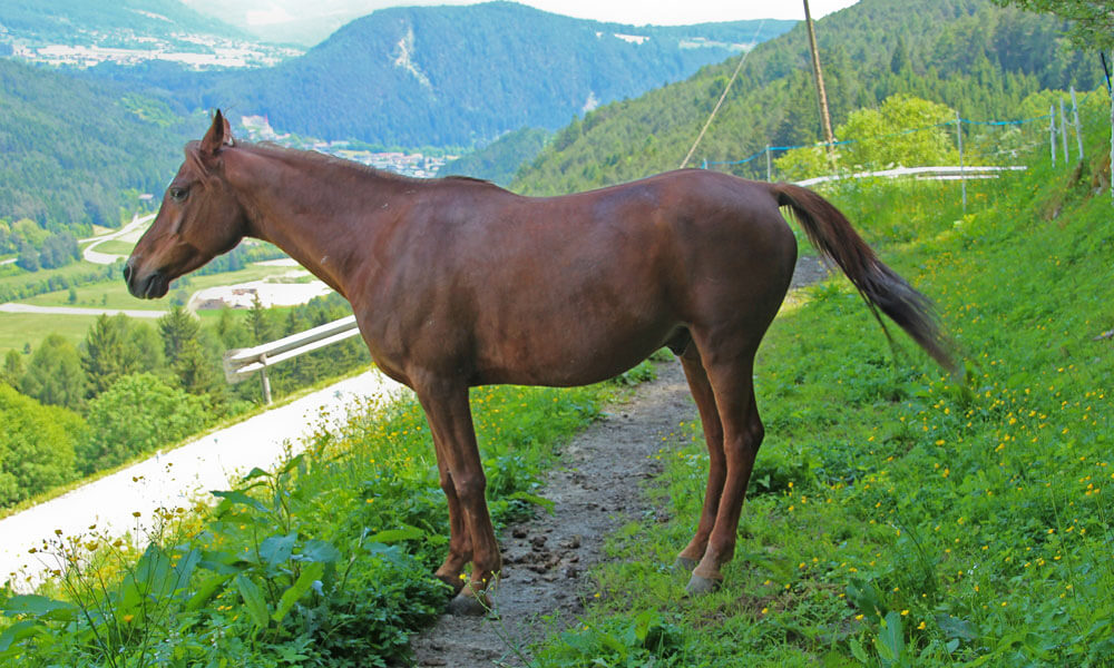 Vacanza a cavallo a Casteldarne / Chienes – Val Pusteria