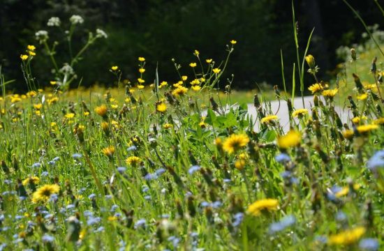 Unterplunerhof a Casteldarne/Chienes - Val Pusteria - Alto Adige