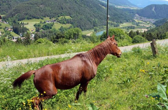 Unterplunerhof a Casteldarne/Chienes - Val Pusteria - Alto Adige