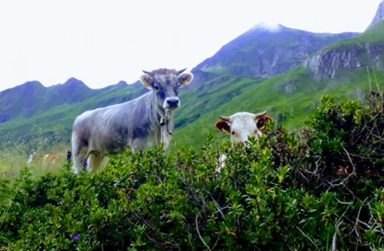 Unterplunerhof a Casteldarne/Chienes - Val Pusteria - Alto Adige