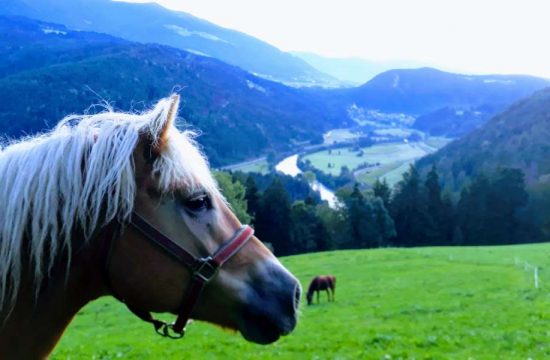 Unterplunerhof in Casteldarne/Chienes - Pusteria Valley - South Tyrol